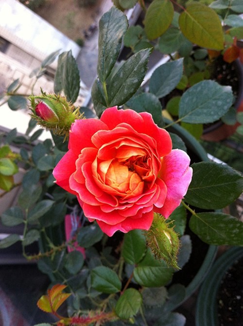 1.����131106.jpg