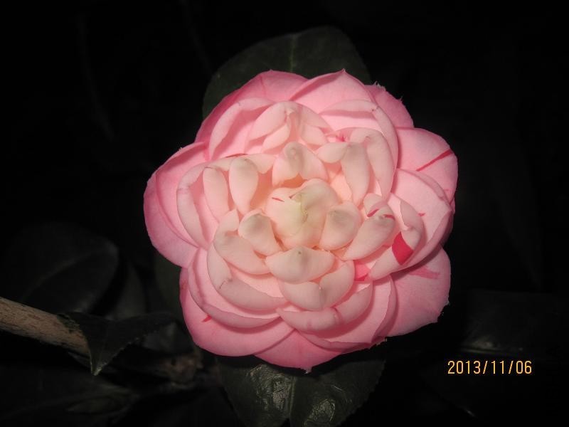 IMG_5696.jpg
