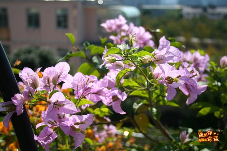 ��Ƭ 003_����.jpg