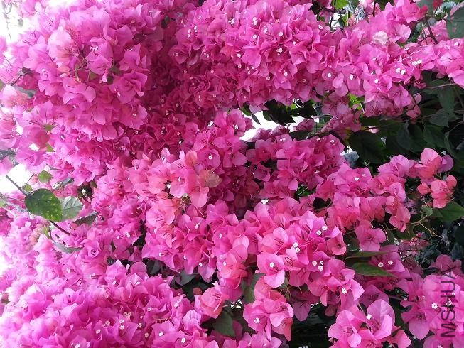 20130420_02.JPG