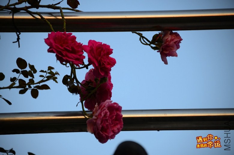 ��Ƭ 007_����.jpg