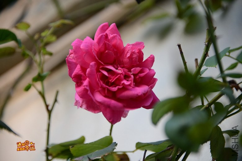 ��Ƭ 008_����.jpg