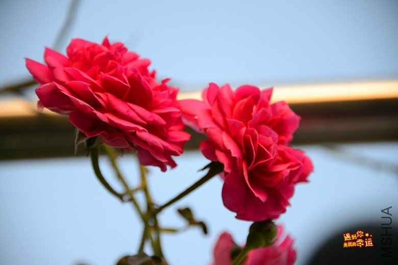 ��Ƭ 013_����.jpg