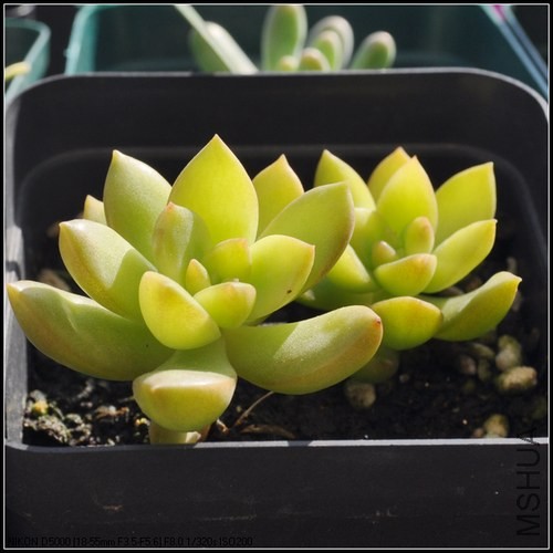 ���� С��.jpg