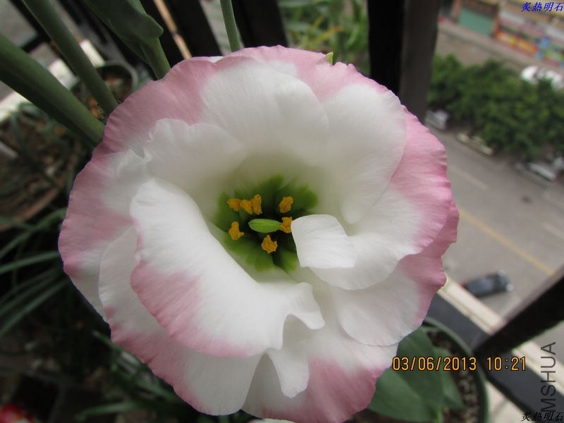 IMG_6655_nEO_IMG.jpg