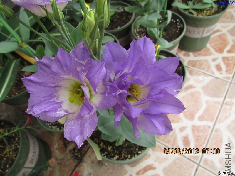 IMG_6916_nEO_IMG.jpg