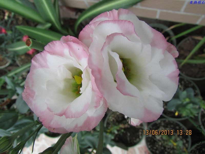 IMG_7375_nEO_IMG.jpg