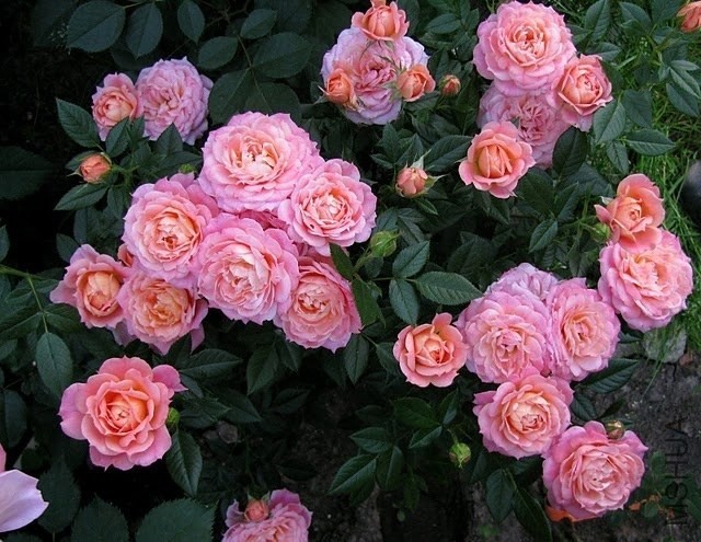 ���������Briosa��8.jpg