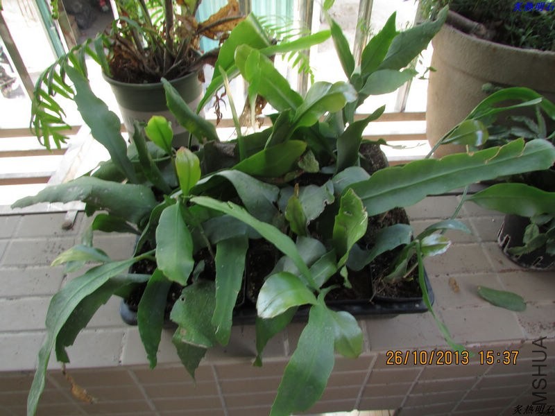 IMG_9638_nEO_IMG.jpg