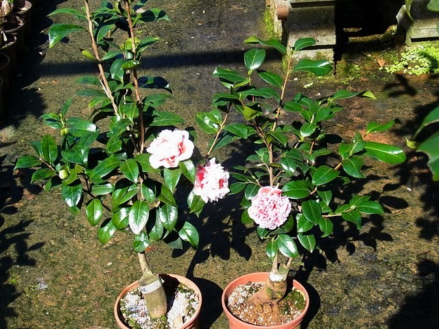 ��������.��־���