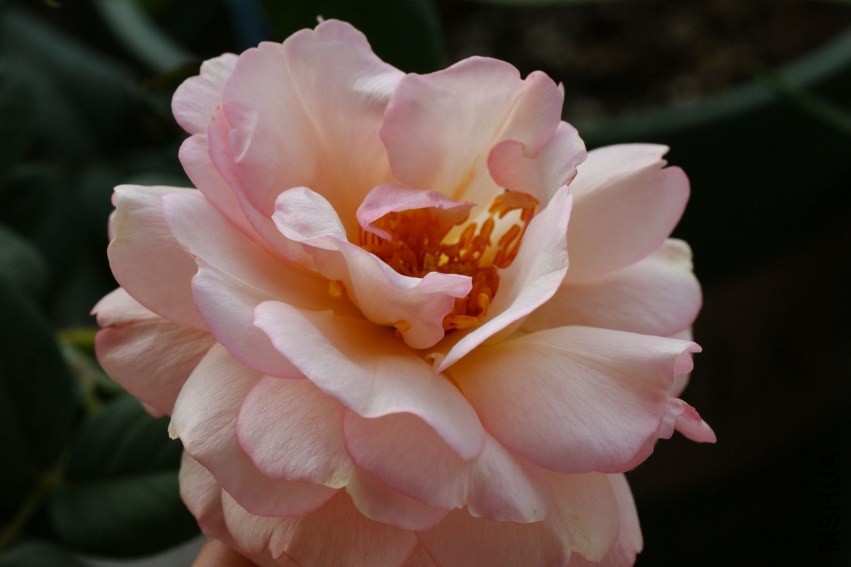 DSC02236.JPG