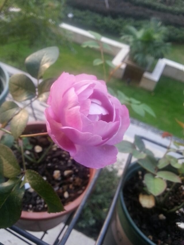 ��֬��ˮ-1 11.8.jpg