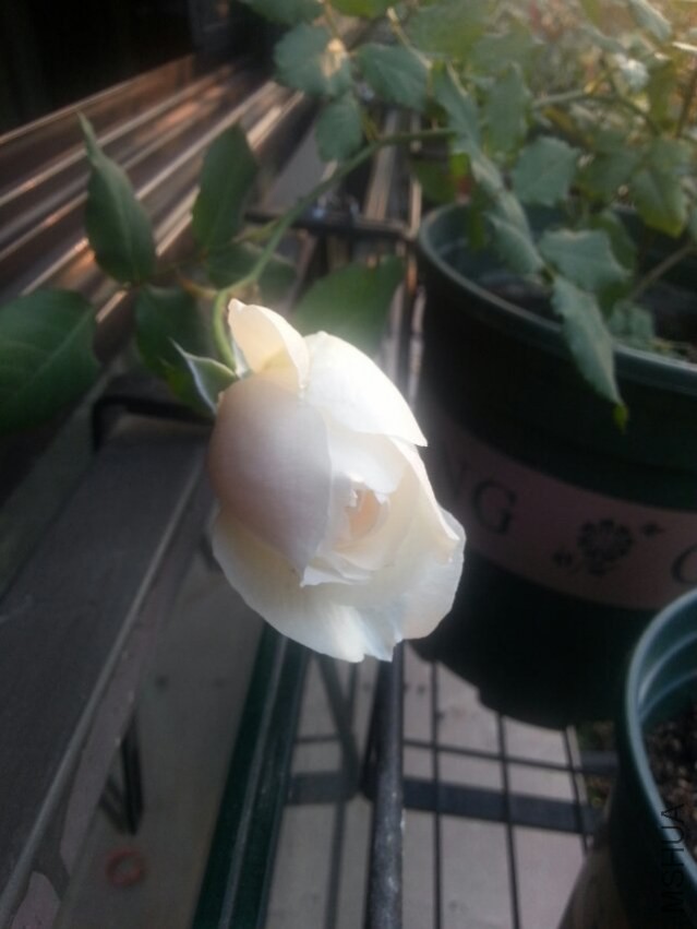 ˮ��-1 11.8.jpg