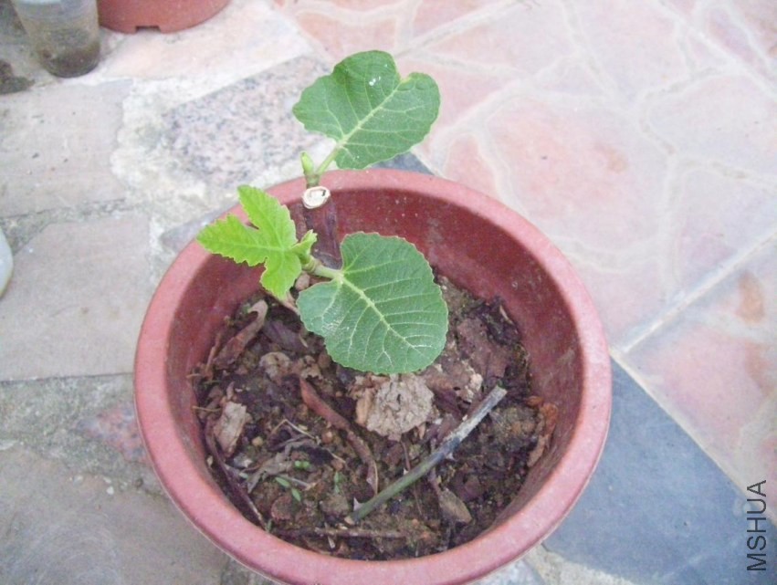 100_0850.JPG