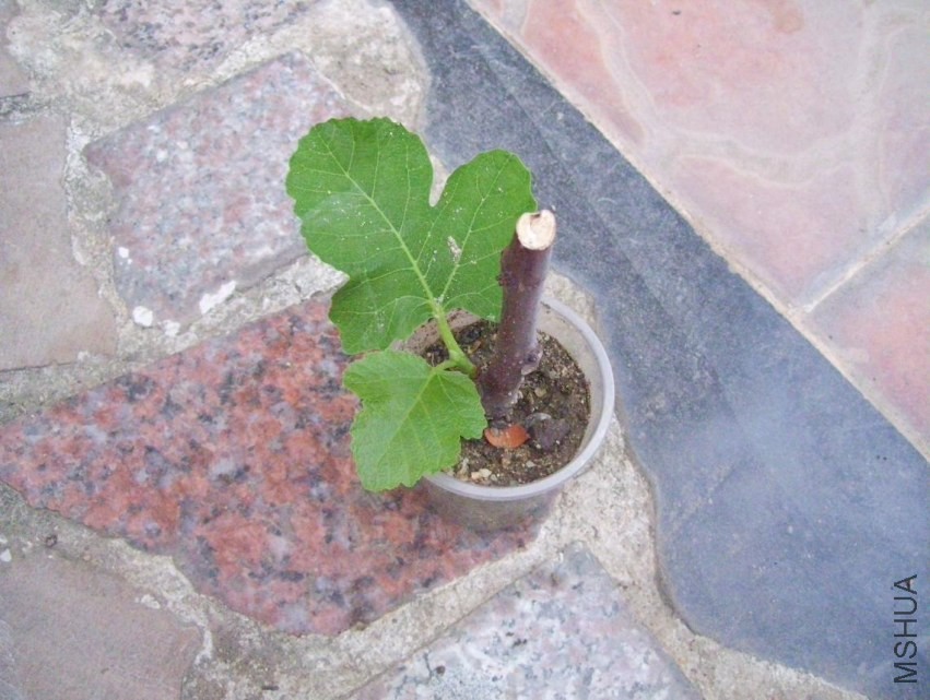 100_0852.JPG