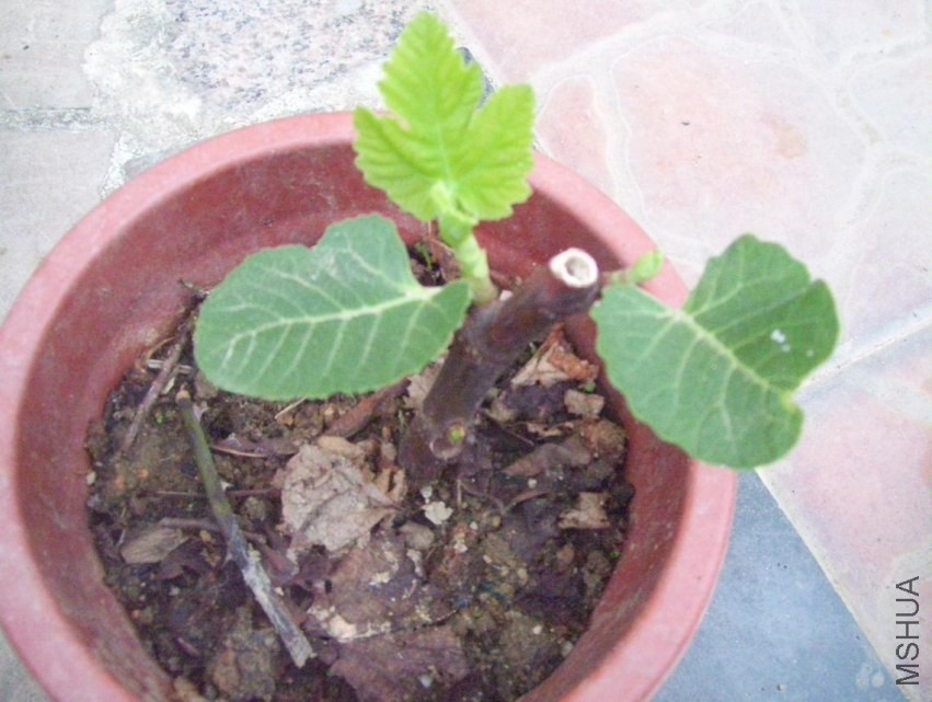 100_0851.JPG