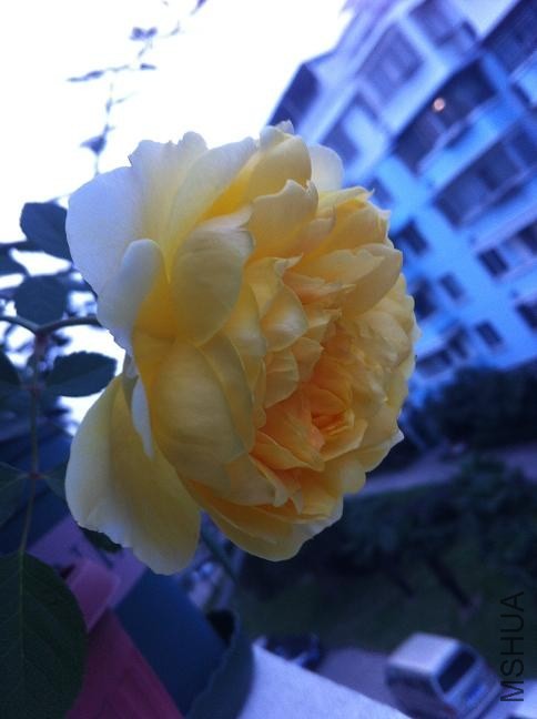 IMG_0992.jpg