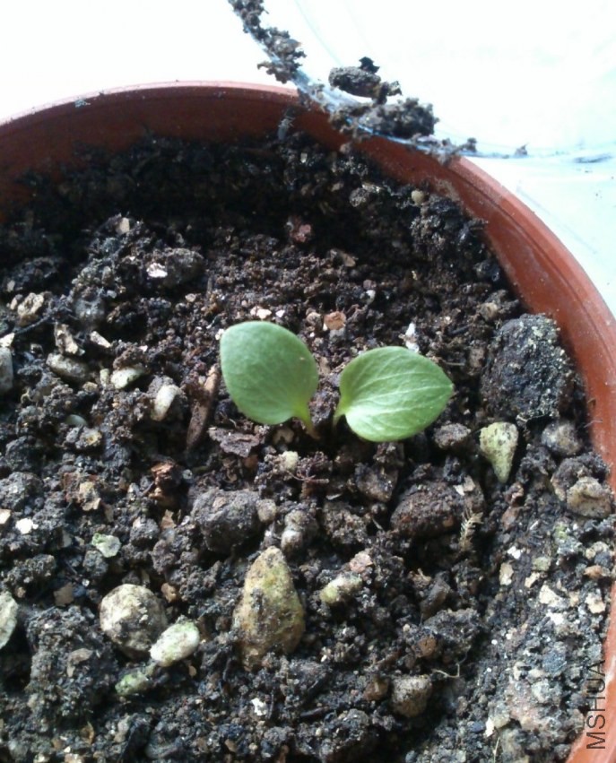 ֻ����һ��㣬��Ϊ������