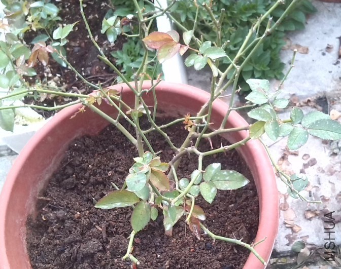 ���ڵ�����