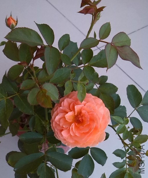 ����ʱ���Ļ�