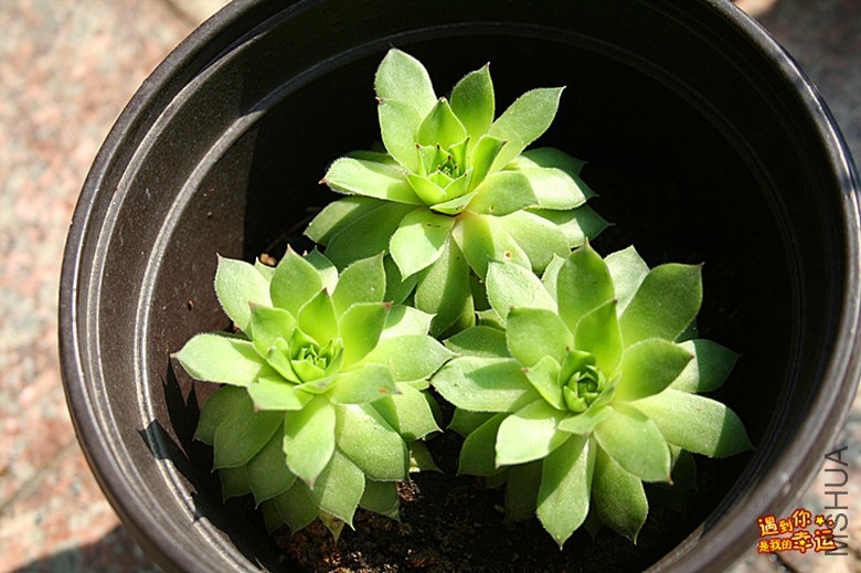 ��Ƭ 163_����.jpg