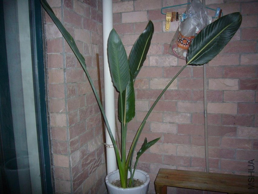 ���� P1040666.JPG