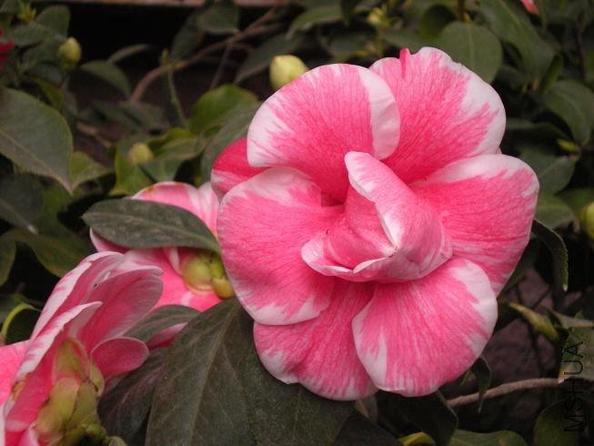 ����þ� (2).JPG