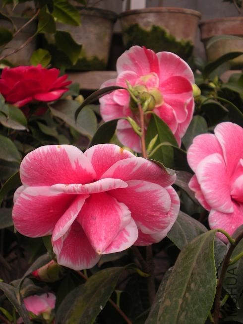 ����þ� (3).JPG