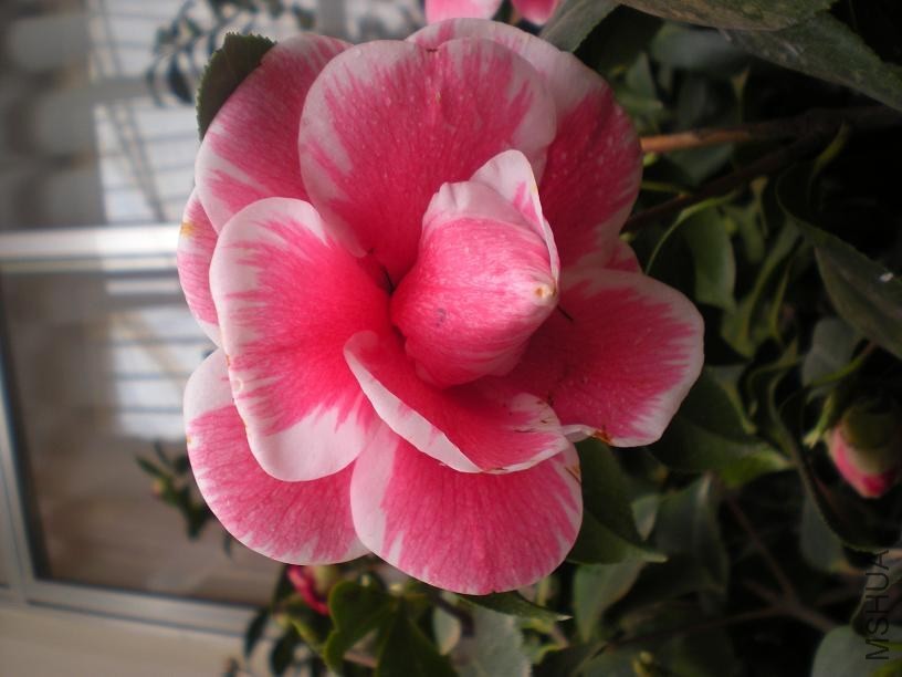 ����þ� (4).JPG