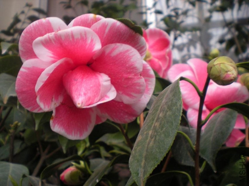 ����þ� (5).JPG