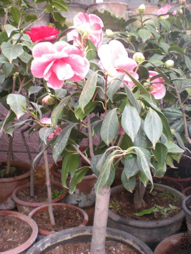 ����þ� (6).JPG