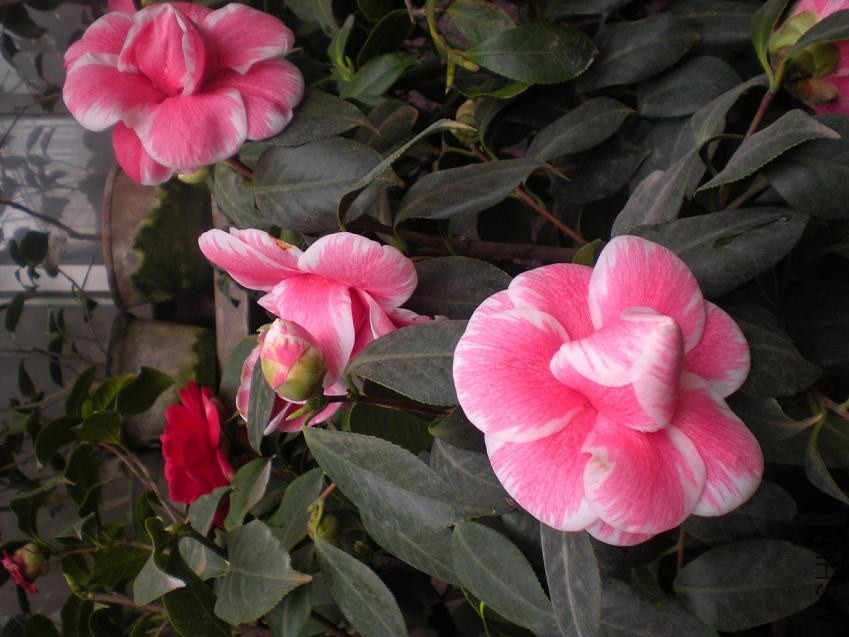 ����þ� (7).JPG