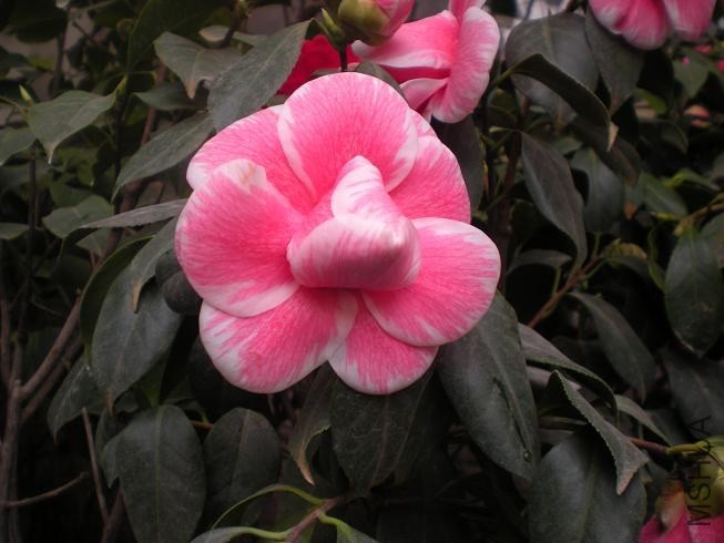 ����þ� (8).JPG