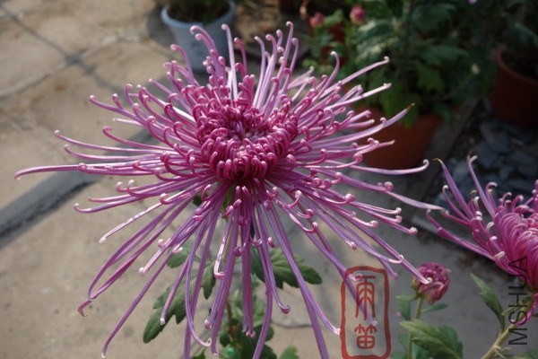 DSC00325.JPG