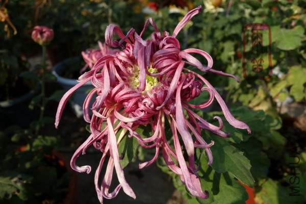 ��ʩͼ