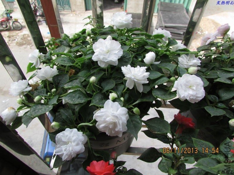 IMG_9887_nEO_IMG.jpg