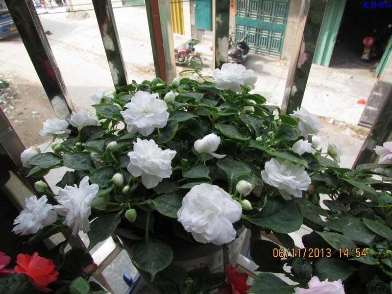 IMG_9889_nEO_IMG.jpg
