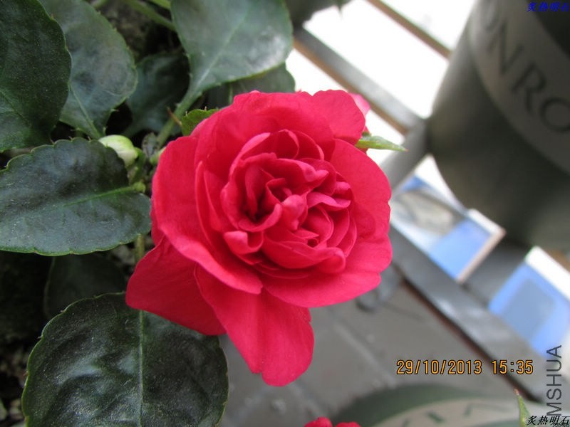 IMG_9770_nEO_IMG.jpg