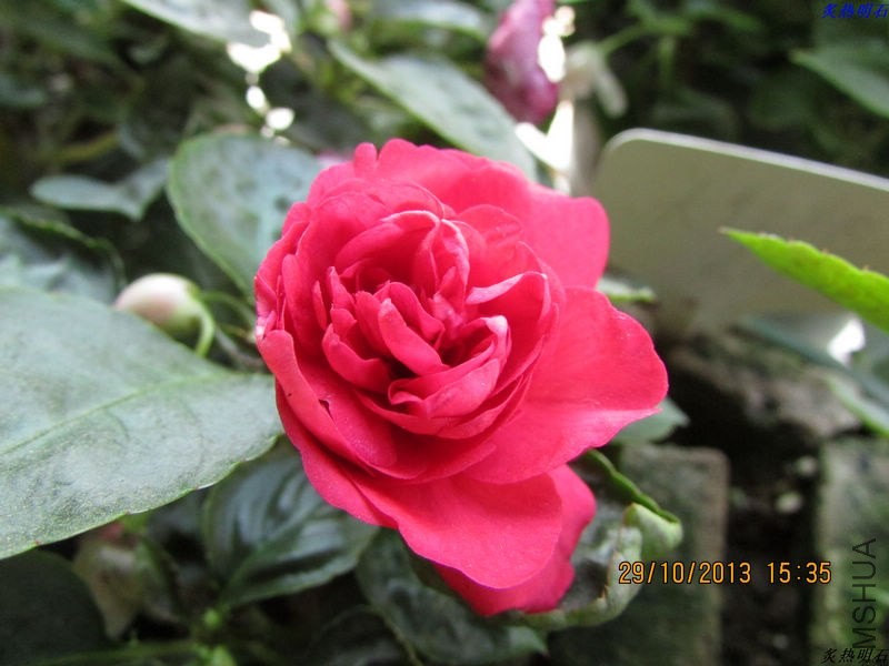 IMG_9771_nEO_IMG.jpg