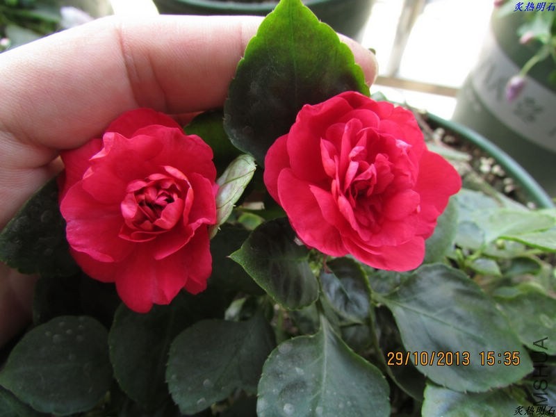 IMG_9772_nEO_IMG.jpg