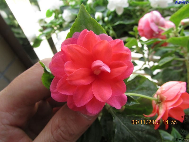 IMG_9897_nEO_IMG.jpg