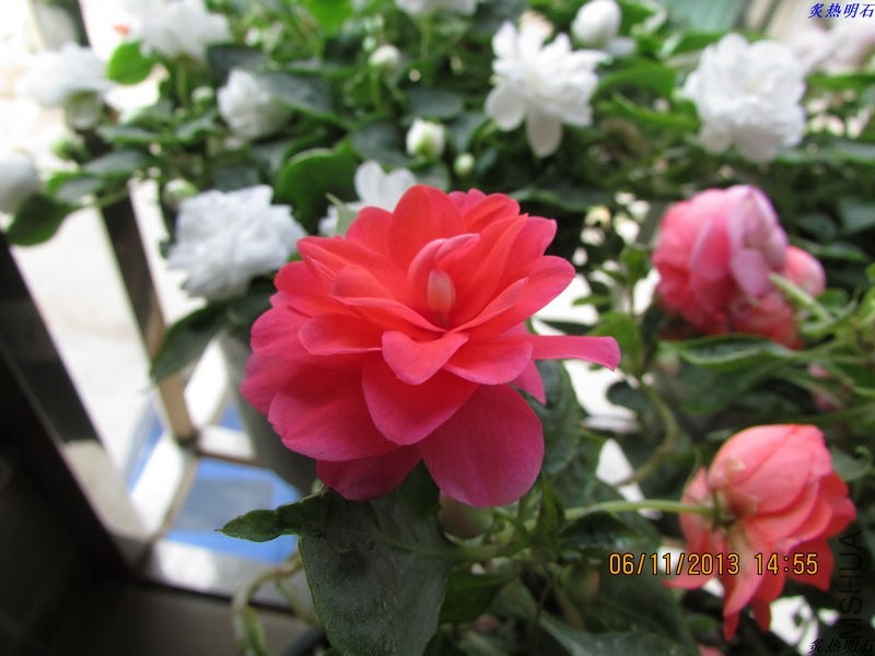 IMG_9898_nEO_IMG.jpg