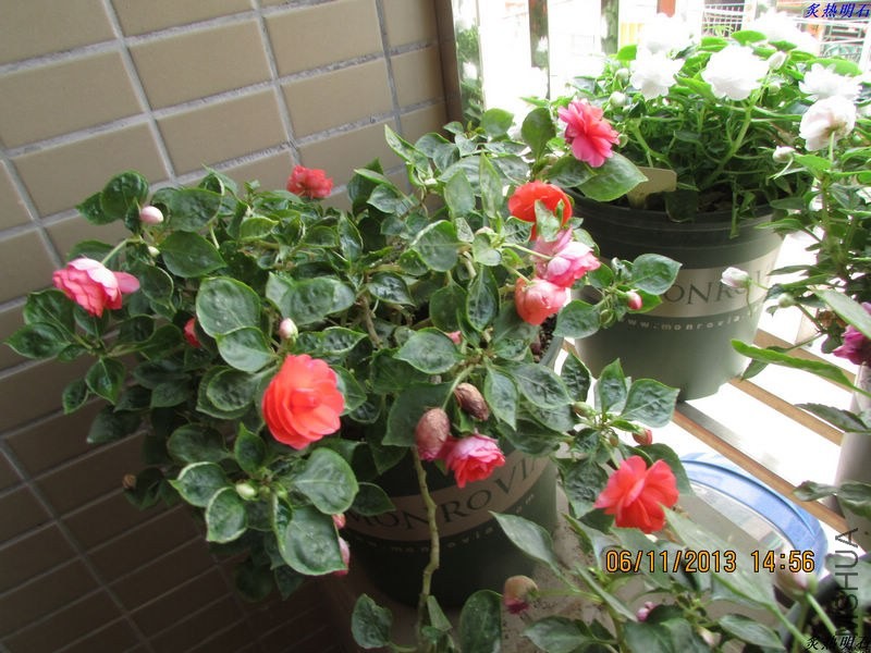 IMG_9900_nEO_IMG.jpg