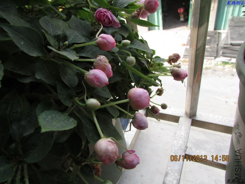 IMG_9914_nEO_IMG.jpg