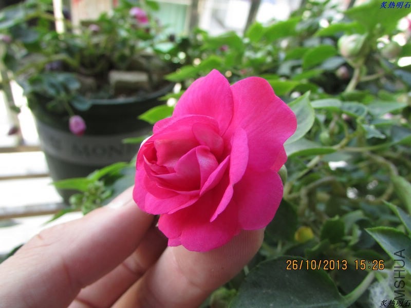 IMG_9620_nEO_IMG.jpg