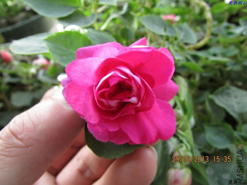 IMG_9774_nEO_IMG.jpg