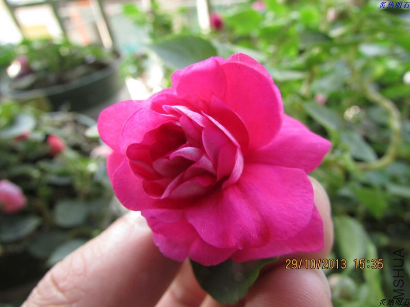 IMG_9775_nEO_IMG.jpg