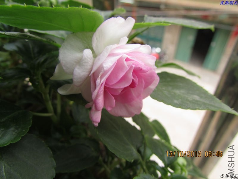 IMG_9369_nEO_IMG.jpg