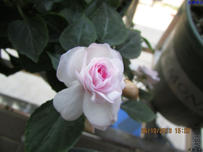 IMG_9612_nEO_IMG.jpg