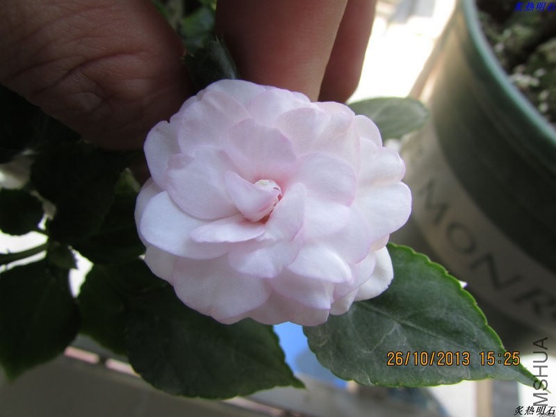 IMG_9613_nEO_IMG.jpg